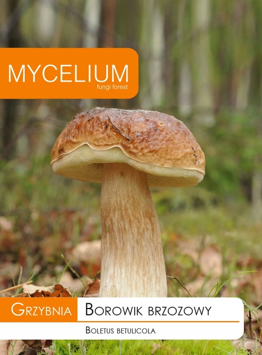 BOROWIK BRZOZOWY grzybnia grzyby leśne Mycelium