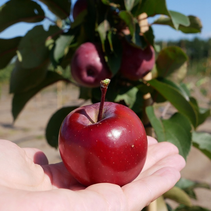 SADZONKI DRZEWKA OWOCOWE JABŁOŃ MALINOWA OBERLANDZKA MALINÓWKA STARA