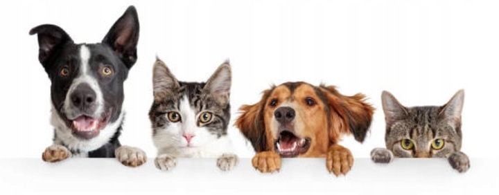 Podajnik dozownik suchej karmy automat czasowy timer dla psa kota miska