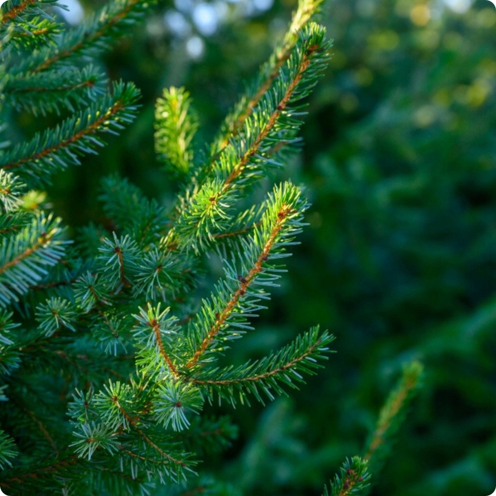 SIARCZAN AMONU 5kg NAWÓZ JESIENNY DO IGLAKÓW TUI WRZOSÓW WRZOŚCÓW