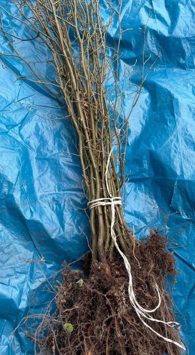 Grab pospolity sadzonki idealne do tworzenia żywopłotów 60-100cm