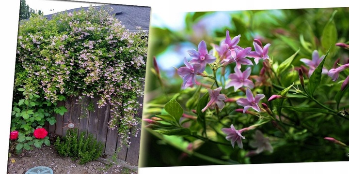 JAŚMIN STEFANA - CUDOWNIE PACHNĄCE PNĄCZE - 3 LETNIA SADZONKA 40-50CM