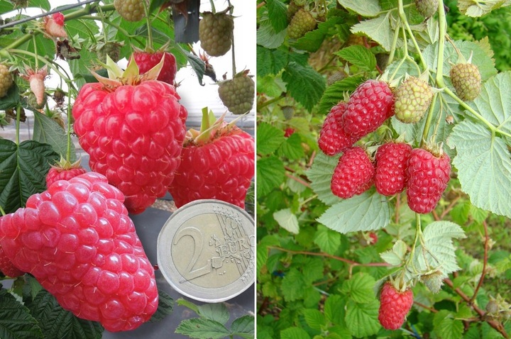 MALINA - LASZKA WCZESNA - SMACZNA PAKIET 10 MALIN