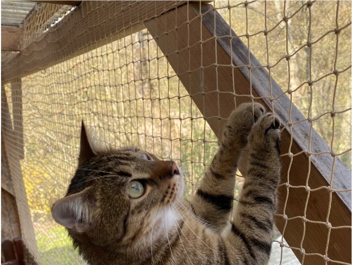 ZESTAW SIATKA NA BALKON 4x3 DLA KOTA WZMOCNIONA DRUCIKIEM BEZ WIERCENIA