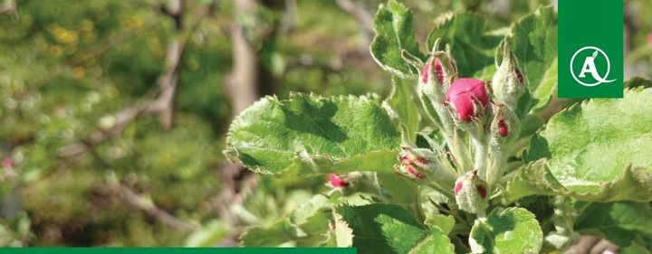 MIEDZIAN 50WP 500G 0,5kg ŚRODEK GRZYBOBÓJCZY OPRYSK MIEDZI DO SADU