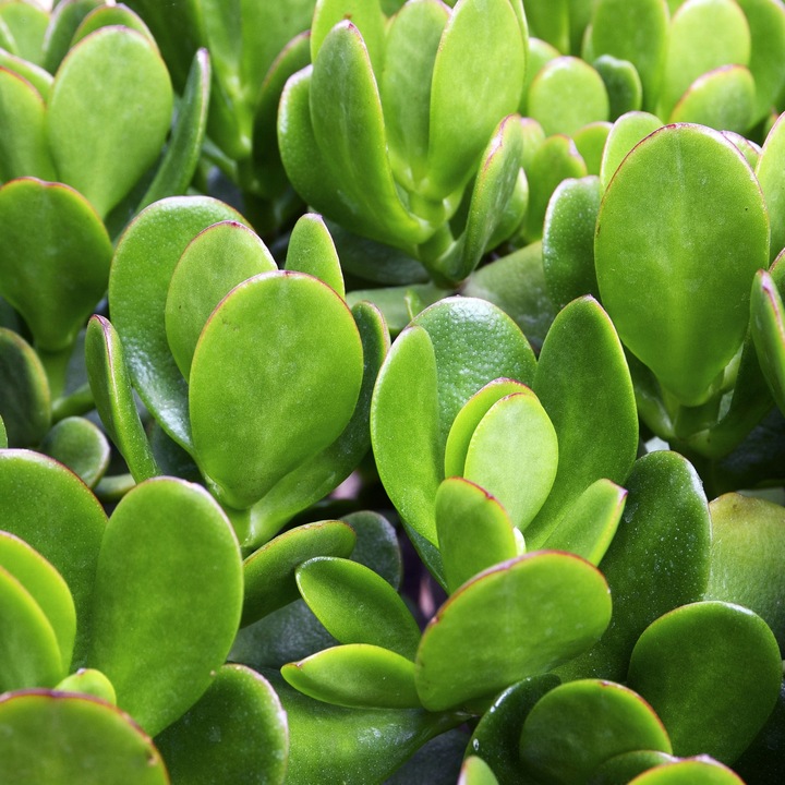 CRASSULA OVATA grubosz jajowaty drzewko szczęścia sukulent rozmiar L