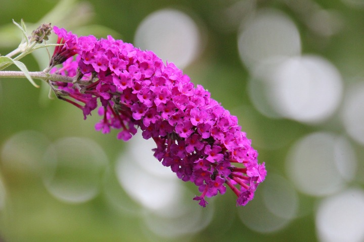 BUDLEJA TRÓJKOLOROWA ZESTAW 3 SADZONEK - MIODODAJNY MOTYLI KRZEW