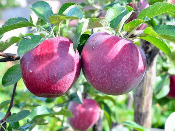 Jabłoń MALINÓWKA OBERLANDZKA smak malin PYSZNA