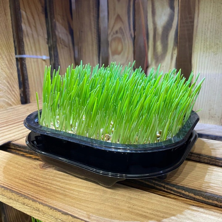 2x EKO Trawka Dla Kota Trawa Odkłaczająca Przysmak EKOLOGICZNA WYROŚNIĘTA