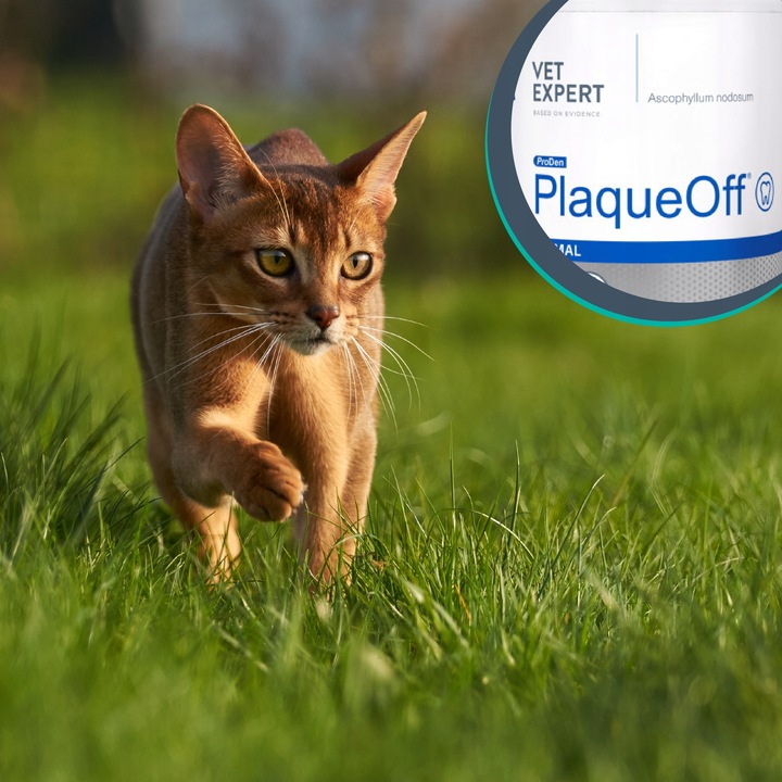 Proszek do zębów preparat dla psów i kotów Vet Expert Plaque Off 20 g