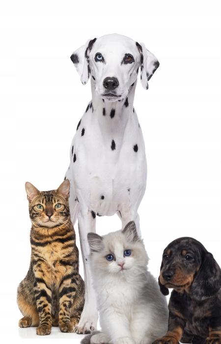 Neutralizator zapachów pochodzenia zwierzęcego