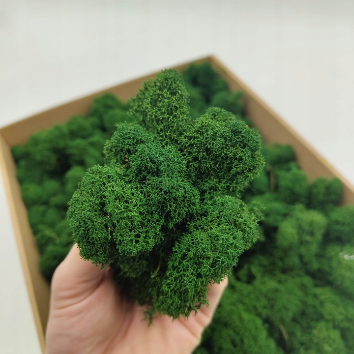 Mech Chrobotek Reniferowy - Fiński - Oczyszczony - Butelkowa zieleń