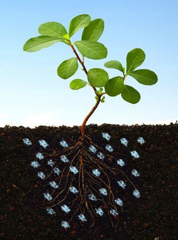 AGROŻEL Hydrożel Ogrodniczy do Roślin 2 Kg