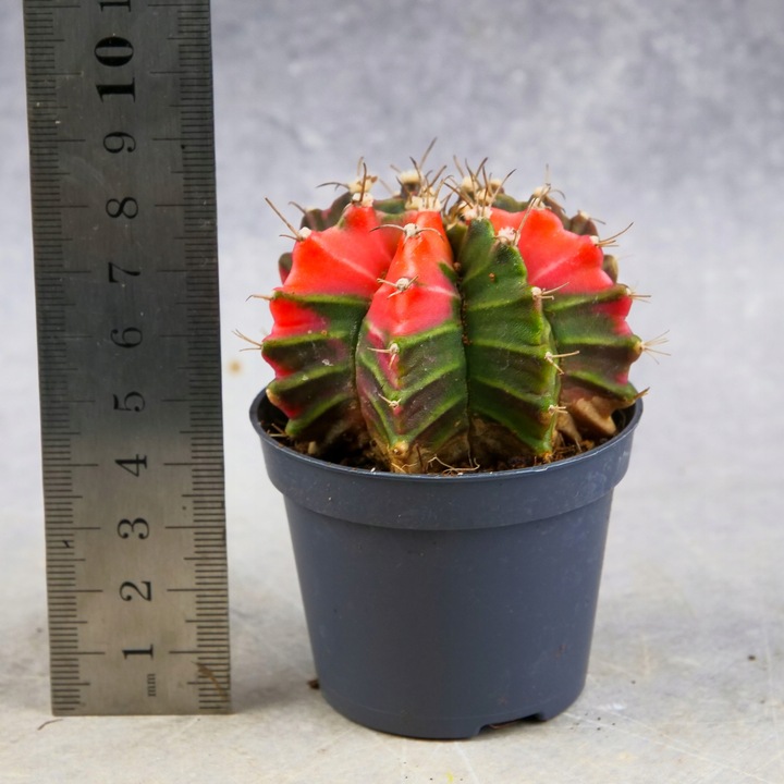 KOLOROWY KAKTUS Gymnocalycium mihanovichii Variegata NA KAŻDĄ OKAZJĘ