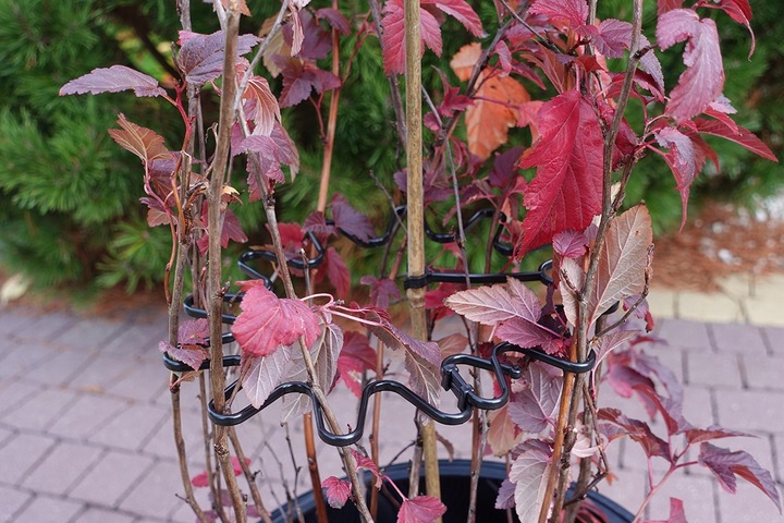 Podpora Obejma 10szt do Kwiatów Hortensji Ring Podpory Roślin Pędów Czarna