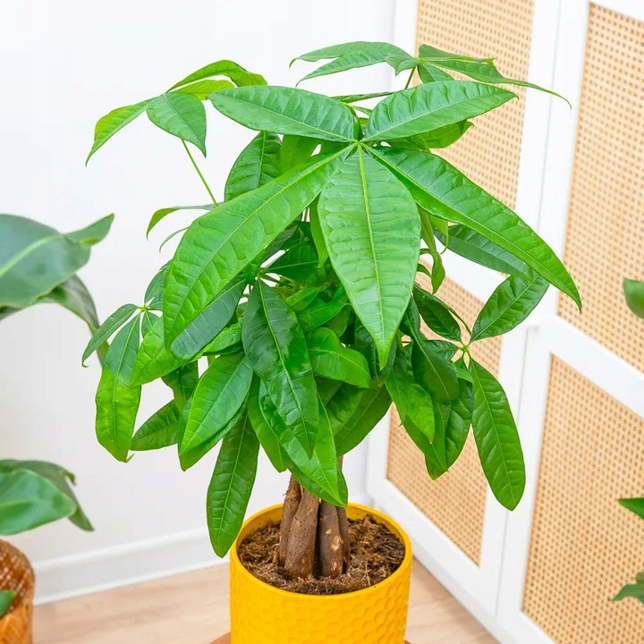 Pachira Aquatica DRZEWKO SZCZĘSCIA I Pieniędzy - Sekrety Feng Shui Dla