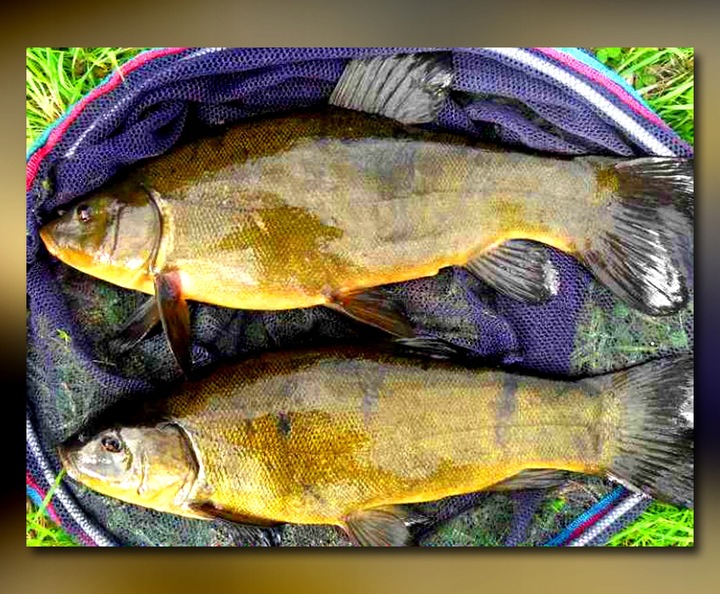 WĘDKA GRUNTOWA MISTRALL ZINO FEEDER 3,30m / 120g