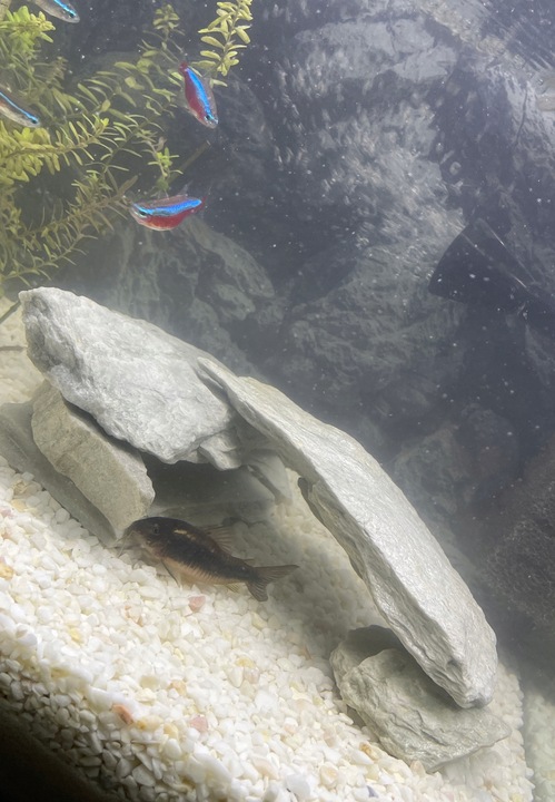 Żwirek Do Akwarium Malawi Biały Naturalny 1-4mm 8kg