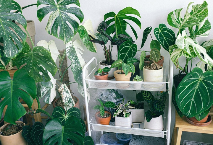 Podłoże BIGOS Lekka Ziemia do Monster i Filodendronów 30 L eGarden