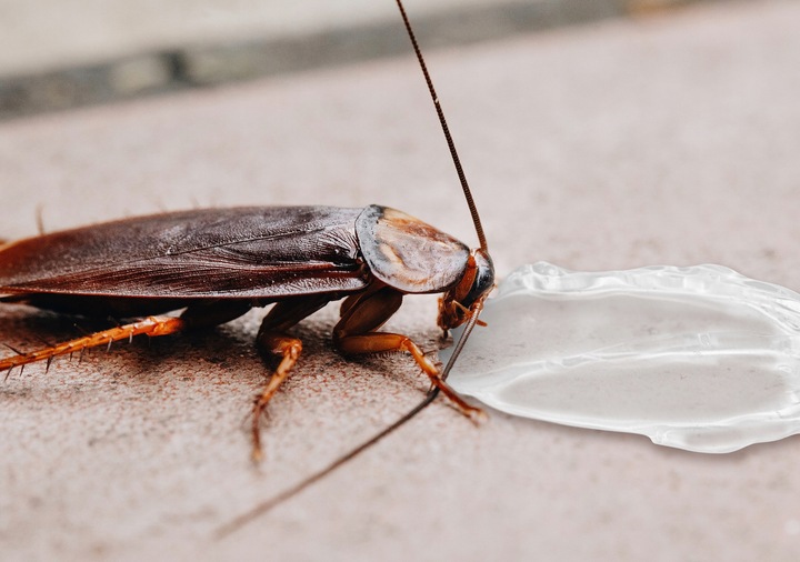 ŚRODEK ŻEL PASTA TRUTKA NA KARALUCHY PRUSAKI PREPARAT NO PEST