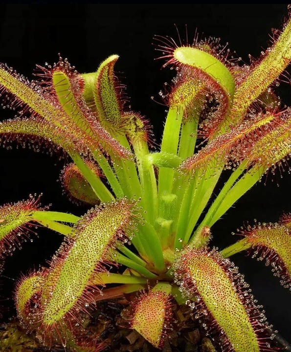 Torf KWAŚNY OGRODNICZY PLANTA DO ROŚLIN KWASOLUBNYCH BORÓWEK 3,0-4,0