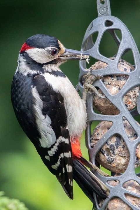 KARMNIK DLA PTAKÓW HELLO SAM SINGING FRIEND + KULE BILE TŁUSZCZOWE 15