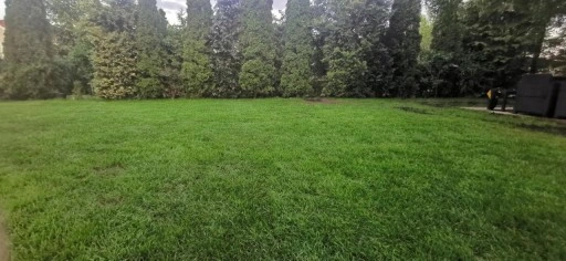 Trawa UNIWERSALNA nasiona trawy SAMOZAGĘSZCZAJĄCA odporna na DEPTANIE 5kg