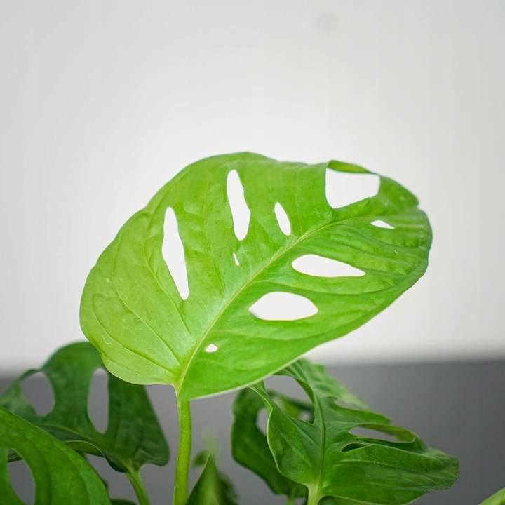 Monstera Monkey Mask XS Dziurawa Przepiękny Kwiat