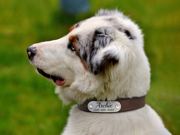 Obroża dla psa z identyfikatorem DBrown rozmiar M