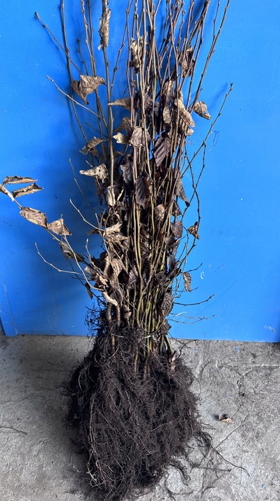 Grab pospolity sadzonki idealne do tworzenia żywopłotów 60-100cm