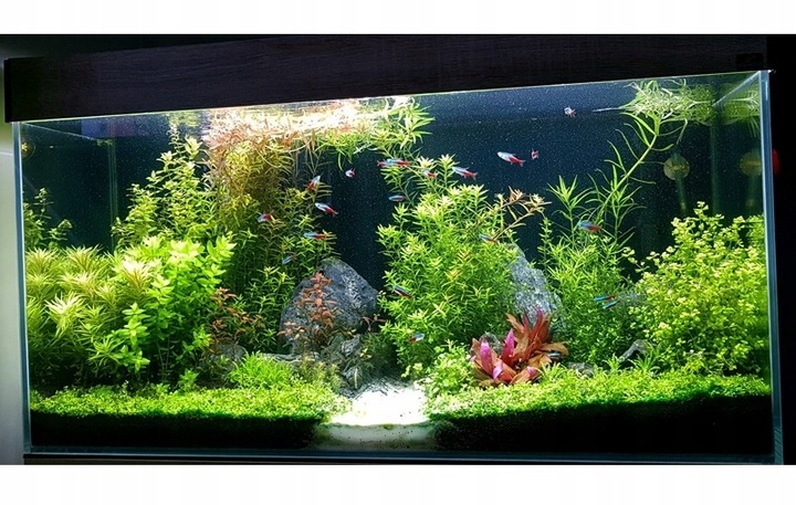 ZESTAW ROŚLIN ŁATWYCH W UPRAWIE NA TRZY PLANY DO AKWARIUM + GRATIS PĘSETA