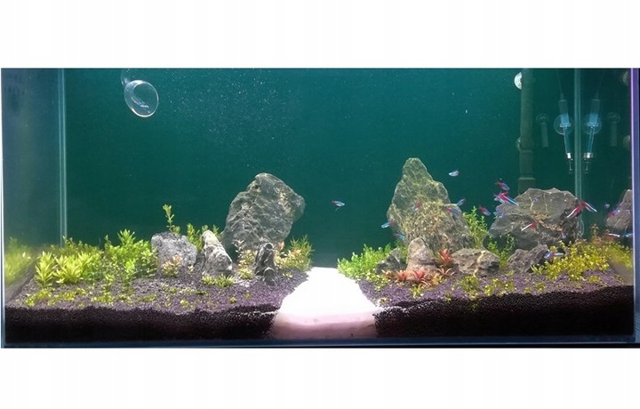 ZESTAW ROŚLIN środkowy plan środek ŁATWY ZESTAW ROŚLIN + gratis PĘSETA