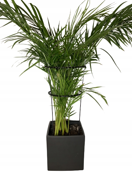 Podpórki do roślin kwiatów podpora pierścieniowa podpórka RINGS S33cm 16/18