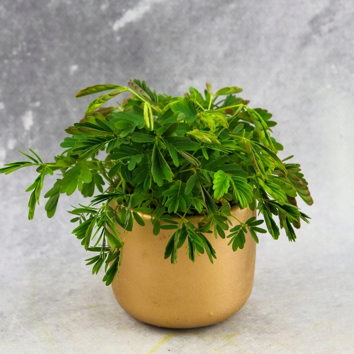 Mimosa Pudica MiMOZA wstydliwa roślinka rozmiar S Bardzo delikatna