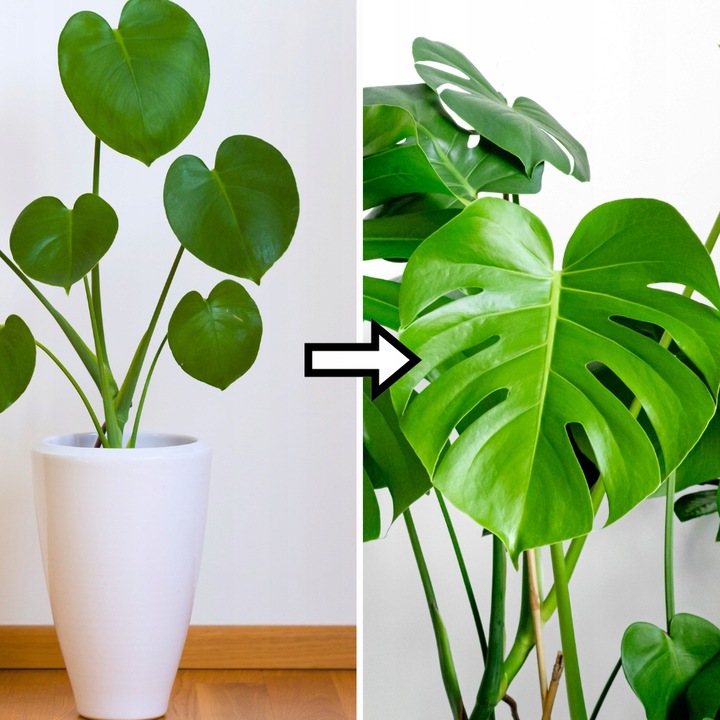 Podłoże MIX - Ziemia - Do Roślin ZIELONYCH PREMIUM Mieszanka Green