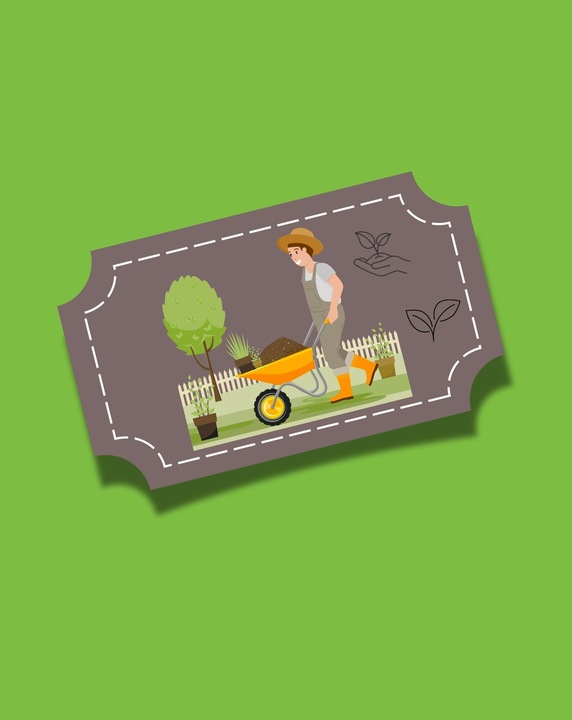 Śliwa WĘGIERKA DĄBROWICKA bardzo ceniona STARA POLSKA ODMIANA