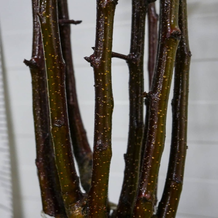 SADZONKI DRZEWKA OWOCOWE JABŁOŃ SZAMPION SŁODKA NAJLEPSZA I SOCZYSTA