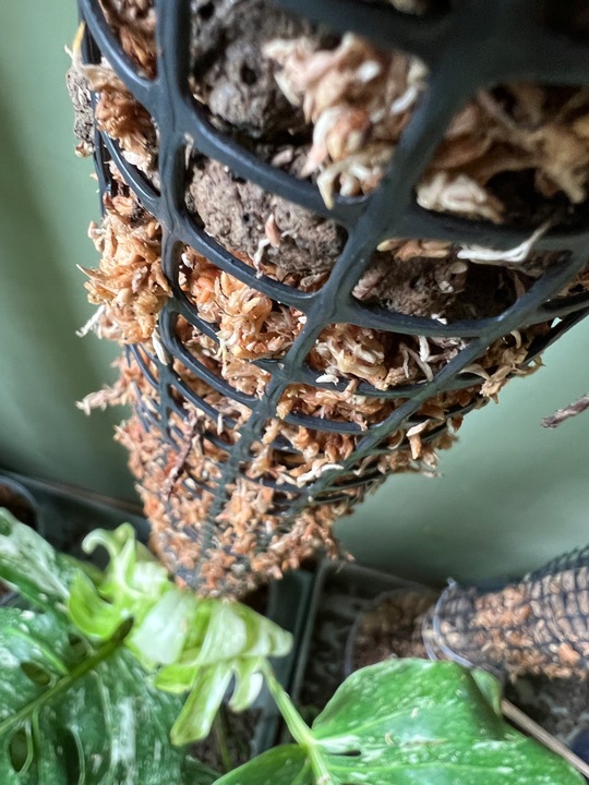 Palik z mchu 60cm sphagnum Podpora do roślin