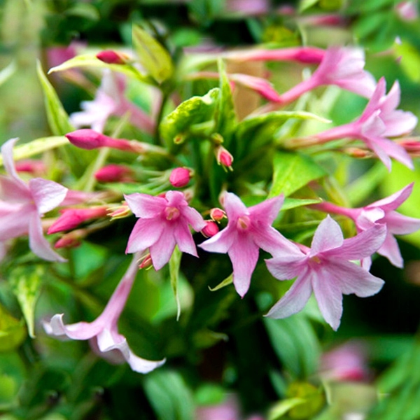 JAŚMIN STEFANA - CUDOWNIE PACHNĄCE PNĄCZE - 3 LETNIA SADZONKA 40-50CM