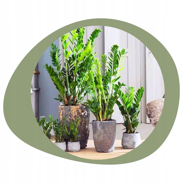 Zamiokulkas Zamiolistny ŻELAZNA ROŚLINA Zamia Ładna Duża Zdrowa