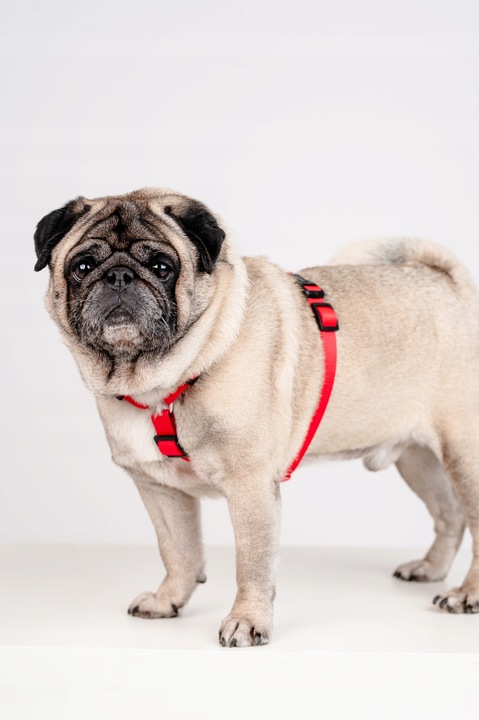 Lekkie Szelki dla Dużego Psa GUARD Bezuciskowe Regulowane Solidne Mocne r.L