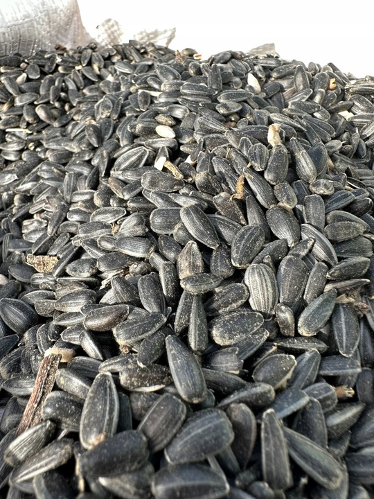 Słonecznik czarny 20 kg