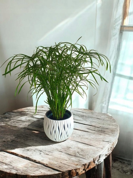 Papirus Cibora zmienna Cyperus alternifolius do Domu Ogrodu i Oczek