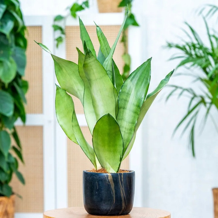 Sansevieria'Moonshine' KSIĘŻYCOWA PIĘKNOŚĆ Sansewieria Wytrzymały
