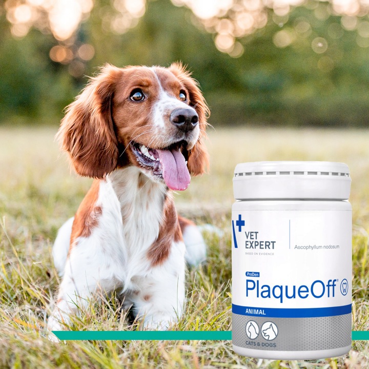 Proszek do zębów preparat dla psów i kotów Vet Expert Plaque Off 20 g