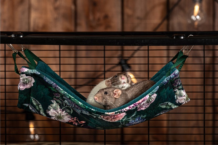 Kraina Tuptusia hamak dla fretki 30x50cm