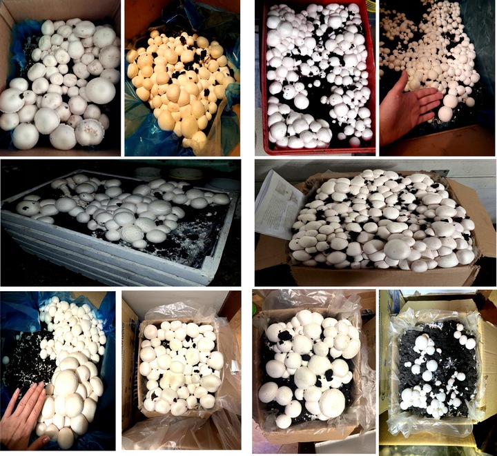 GRZYBNIA PIECZARKI BIAŁEJ BALOT 20KG ZESTAW 3FAZA + TORF 9KG +