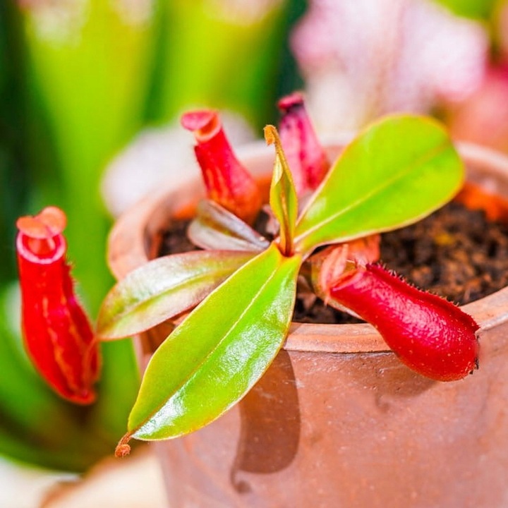 Specjalistyczne Podłoże Ziemia Do DZBANECZNIKÓW Mix PREMIUM