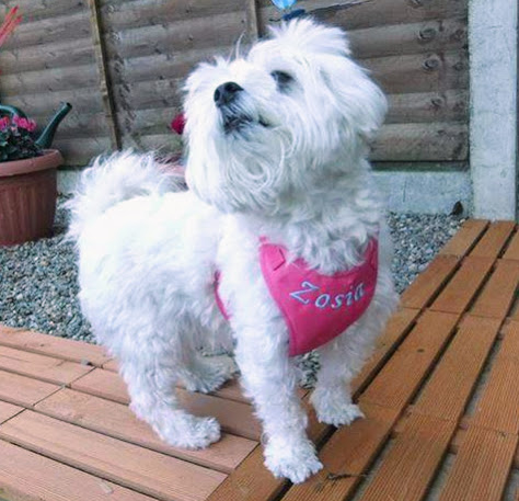 Pelo Szelki -Pelki bezuciskowe softshell 81w R.2