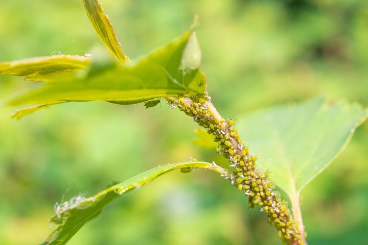 Polysect owadobójczy mszyca mączlik ziemiórka działa 21 dni 750ml